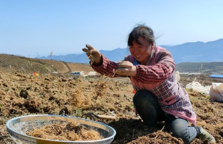 貴州務(wù)川：發(fā)展中草藥種植 群眾“坐”著也能掙錢的“參”業(yè)