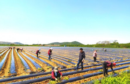 山東煙臺海陽市：黨支部領辦合作社 農(nóng)民得實惠