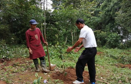 云南元陽小新街鄉(xiāng)：古樹茶拉動茶農(nóng)致富