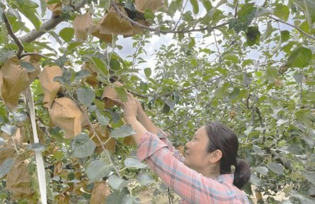 山東煙臺(tái)牟平區(qū)北宋家口村：辦起合作社 踏上致富路