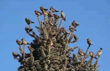 內(nèi)蒙古阿魯科爾沁旗：10萬余只候鳥“留戀”這里