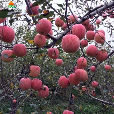 果樹認(rèn)領(lǐng)：6年生以上盛產(chǎn)期紅富士蘋果樹