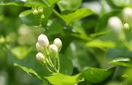 豐收中國·福建永泰：有機(jī)綠色種植 茉莉花畝產(chǎn)逐年提高