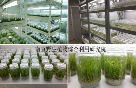 南京野生植物研究所特色經(jīng)濟(jì)植物的組培快繁技術(shù)（工廠化育苗技術(shù)）