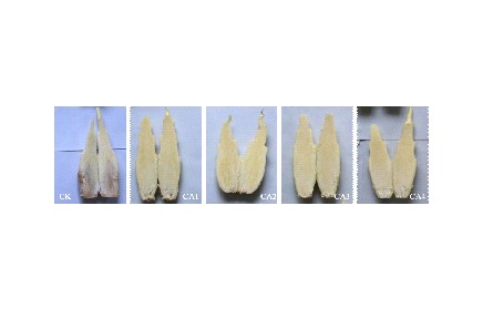 18、成果名稱：茭白氣調(diào)保鮮技術(shù)