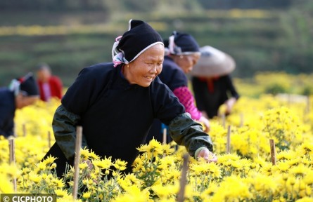 種植菊花 助農(nóng)增收