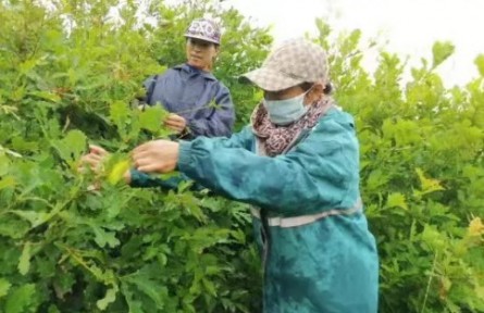 黑龍江哈爾濱：打造北緯45°優(yōu)質(zhì)蠶繭綠色帶