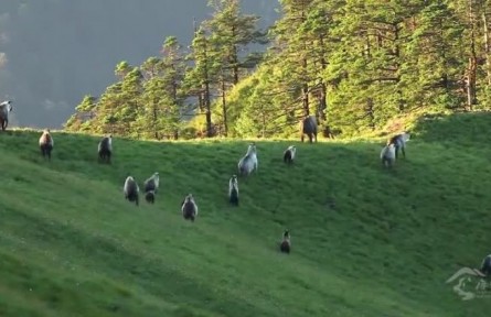 四川唐家河國(guó)家級(jí)自然保護(hù)區(qū)：熊貓家園 生物寶庫(kù)