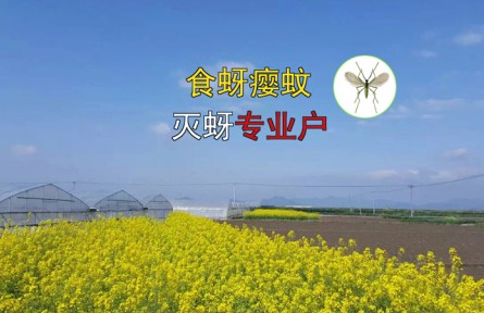 蜂博士生物防治丨認(rèn)識食蚜癭蚊（蚜蟲的天敵）