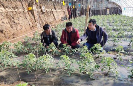 遼寧省農(nóng)業(yè)科學(xué)院科技共建蔬菜團(tuán)隊(duì)到鐵嶺、撫順開展技術(shù)服務(wù)