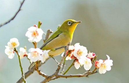 春分：燕子來時(shí)，陌上花開