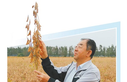 那片金燦燦的大豆田