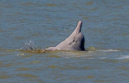 福建霞浦：國家一級保護動物中華白海豚現(xiàn)身