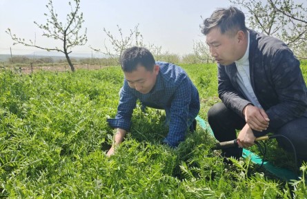 山東煙臺棲霞市：蘋果樹下種“雜草” 返鄉(xiāng)創(chuàng)業(yè)青年帶領博碩團隊打造生態(tài)果園