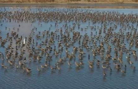 數(shù)萬只候鳥聚集天津北疆濕地 涌動“鳥浪”震撼來襲