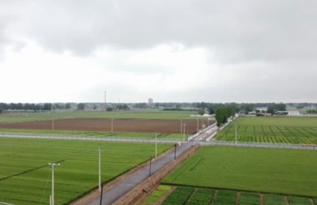 河北：小麥灌漿遇連陰雨 “一噴綜防”確保豐收