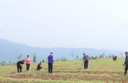 重慶 湖北 福建等地進入夏管夏收大忙時節(jié) 加強田間管理 為全年增產(chǎn)豐收打好基礎