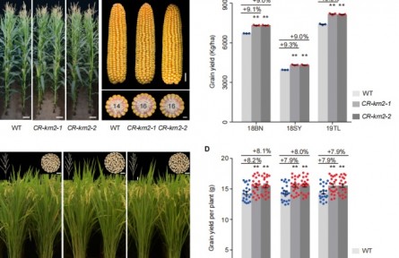 《科學(xué)》雜志在線發(fā)表我國科學(xué)家科研成果 發(fā)現(xiàn)可同時提高水稻玉米產(chǎn)量關(guān)鍵基因
