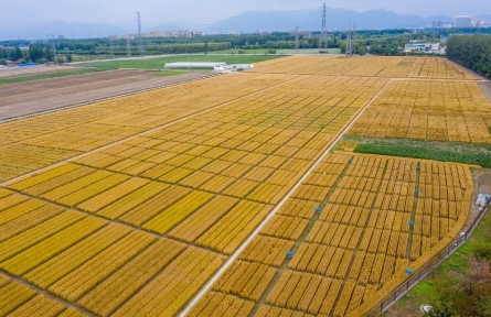 北京昌平：夏收時節(jié)，“麥”向豐收