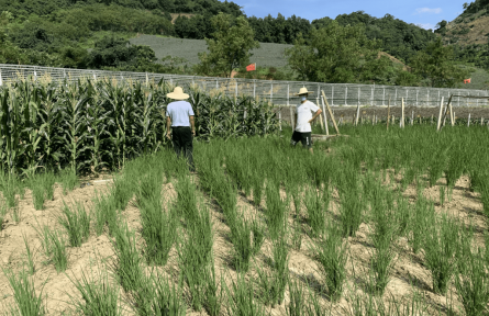 云南河口：干部下沉一線護航糧食生產(chǎn)安全