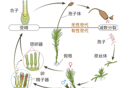 物種故事 | 苔蘚：自然界的“拓荒者”