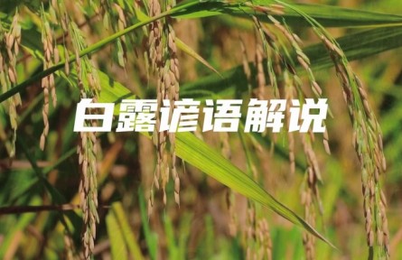 白露諺語(yǔ)知多少