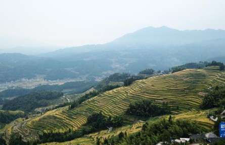 湖南新化：千年梯田收稻時