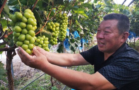 山東省煙臺(tái)市蓬萊區(qū)：飽滿的葡萄掛滿枝頭 仙境迎來醉甜好“豐”景