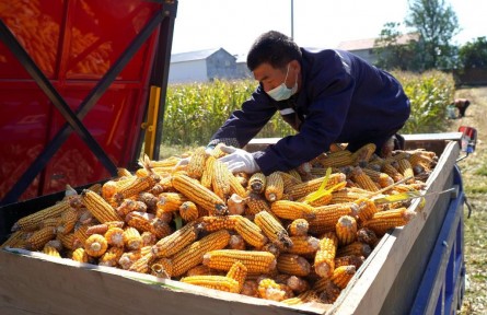 田間地頭忙 處處好“豐”景——山東秋收一線見(jiàn)聞