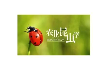 《農(nóng)業(yè)昆蟲學》系列講座（視頻，共22講）