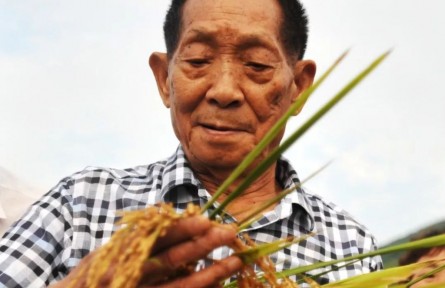 袁隆平：讓中國(guó)雜交水稻造福世界人民