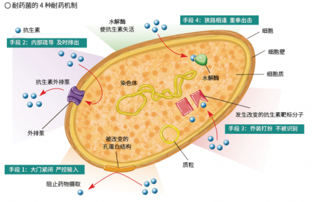 面對(duì)抗生素的“追殺”，細(xì)菌竟有這么多逃脫伎倆？