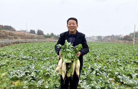 “菜園子”保供春節(jié)餐桌——湖南漣源蔬菜小鎮(zhèn)走訪見(jiàn)聞