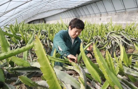 南果北種結(jié)碩果，北京順義市民吃上本土火龍果