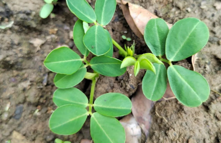 物種故事 | 花生：地上開花、地下結(jié)果的植物