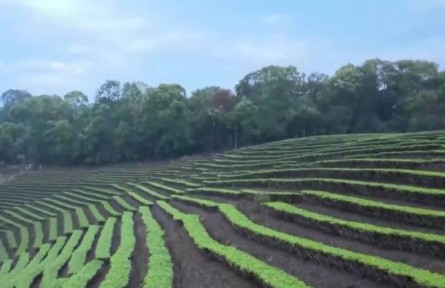 春暖茶香 茶園茶農(nóng)采茶忙