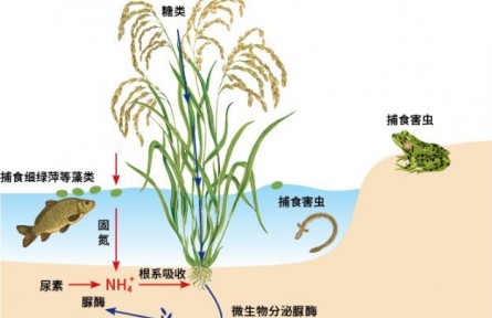 科普 | 濕地與農(nóng)業(yè)的結(jié)合：水稻田