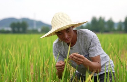 浙江杭州富陽區(qū)：穩(wěn)產(chǎn)保供 守好根基促振興