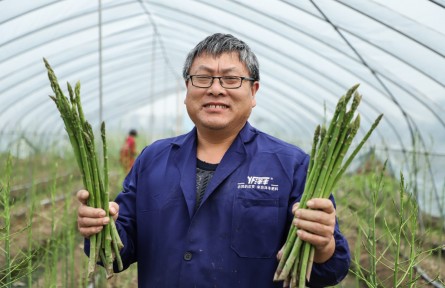 江西余干：蘆筍破新土 村民采摘忙