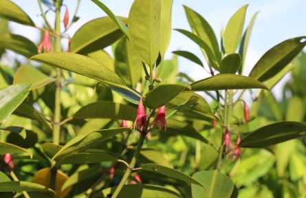 紅樹(shù)林植物鑒賞：木欖