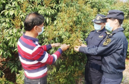 海關為茂名荔枝擴大出口“搭好臺、鋪好路”