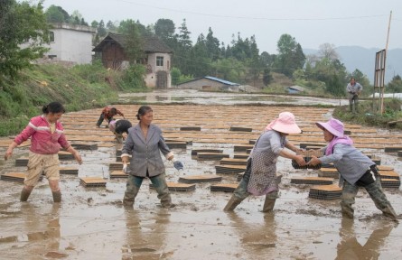 貴州：水稻育秧集中化 “流水線”上生產(chǎn)忙