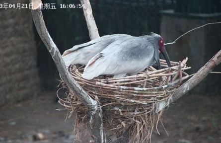 從陜西到山東，生活在黃河三角洲的朱鹮還好嗎？