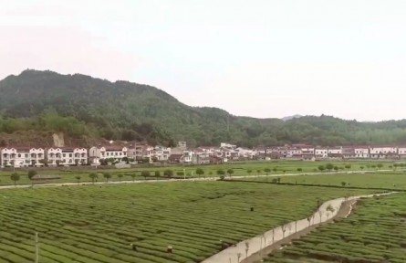 湖北：改良推廣近百萬畝 茶香飄出荊楚味