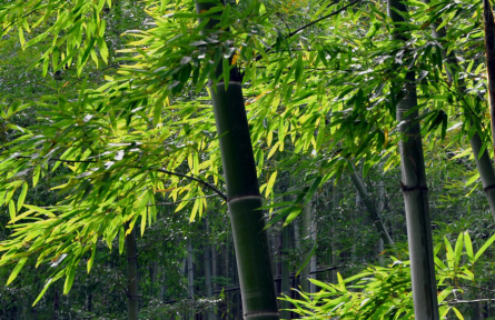 立夏：南國(guó)似暑北國(guó)春，綠秀江淮萬木蔭