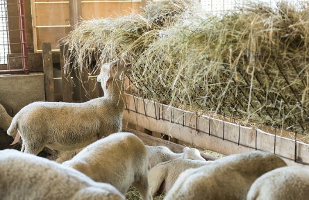 科技名詞 | 飼料學 feed science