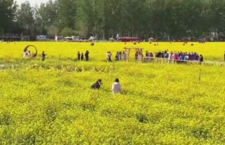 北京近郊面積最大，豐臺(tái)怪村200畝油菜花海綻放