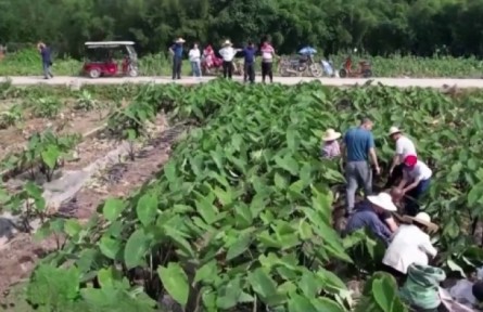 福建龍巖：4萬(wàn)畝小芋頭豐收 芋農(nóng)忙采挖