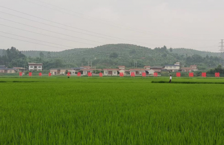 四川樂山夾江縣茶坊村：把準(zhǔn)產(chǎn)業(yè)方向 聚力搭建集體經(jīng)濟(jì)“紅色平臺(tái)”