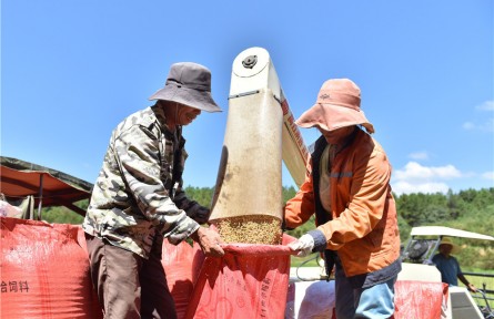 江西撫州黎川：高標準農(nóng)田“豐”景美